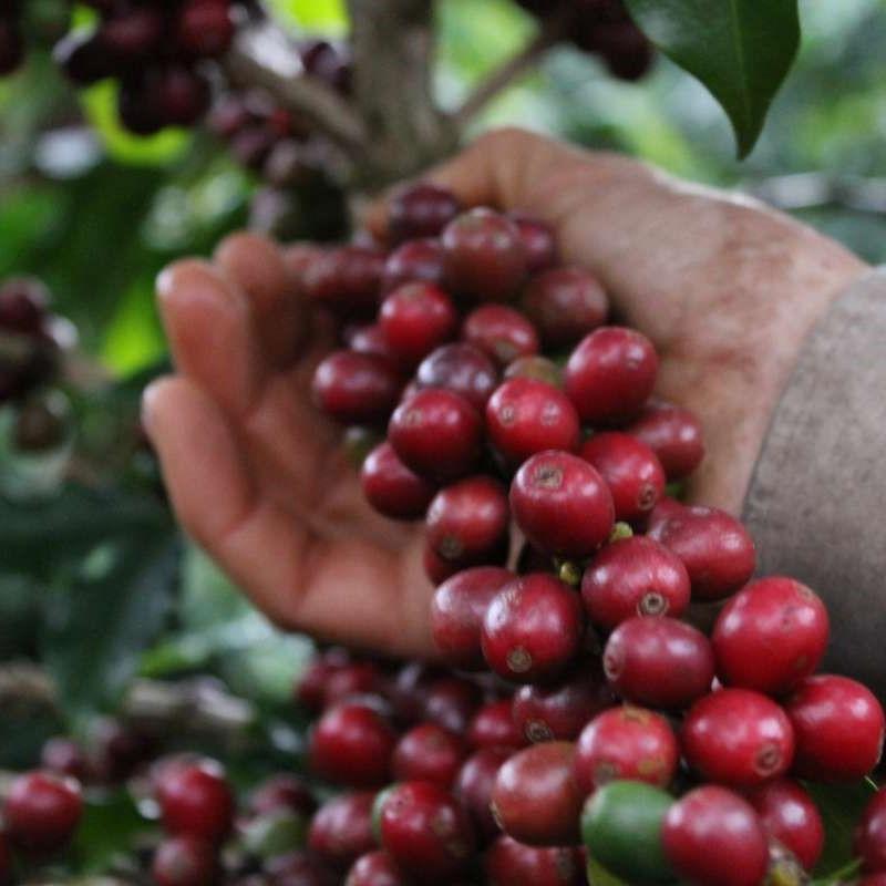Brazilian Red Catuai
