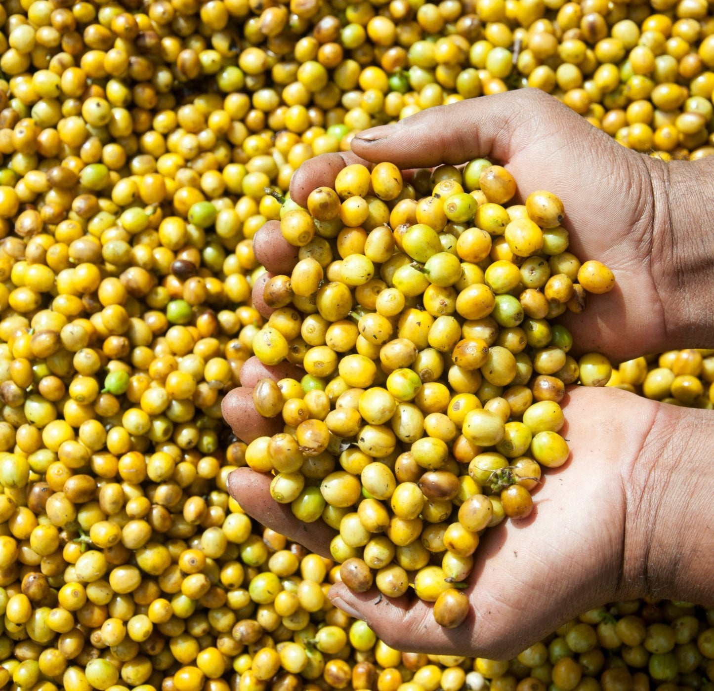 Brazilian Yellow Catuai